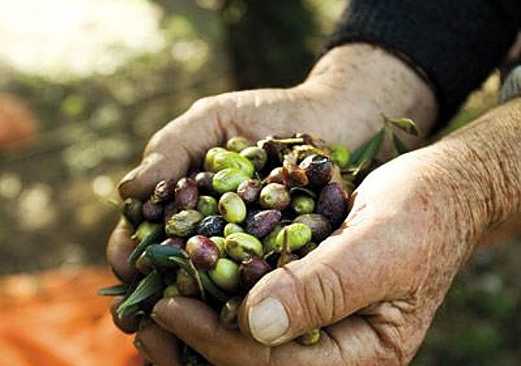 ¿Picual o picuda? Las claves para entender por qué no todos los aceites de oliva virgen extra son iguales, según una experta